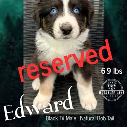 Edward - Black tri-color male Australian Shepherd puppy in Albany, Georgia from Muckalee Lane Aussies