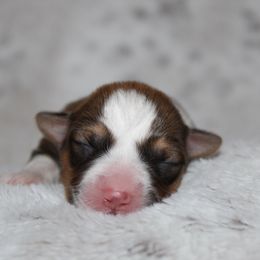 Porsche (fluffy) - Red female Pembroke Welsh Corgi puppy in Goliad, Texas from Rogers’ Fluffy Butt Corgis