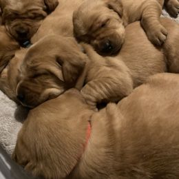 Labrador Retriever Puppies from Ritchie Road Labradors