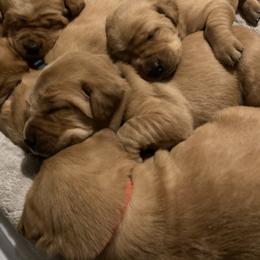 Labrador Retriever Puppies from Ritchie Road Labradors