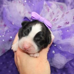 Ivy - Black tri-color female Australian Shepherd puppy in Anna, Texas from Fantasy Pomeranians & Fantasy Aussies