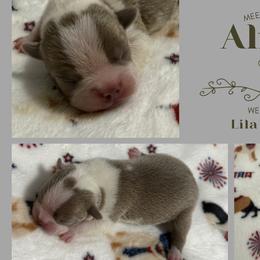 Alfred - Lilac male Boston Terrier puppy in El Paso, Texas from Little Mister and Little Miss Boston Terriers
