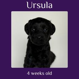 Ursula - purple collar - Black female Labradoodle puppy in Beavercreek, Oregon from Auburn Sky Labradoodles