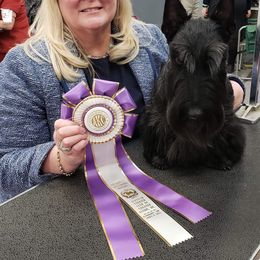 Scottish Terrier All Grown Up from Afton Scottish Terriers