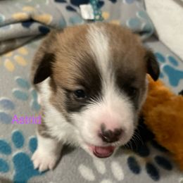Astrid - Red female Pembroke Welsh Corgi puppy in Grenada, California from California Corgi Butts
