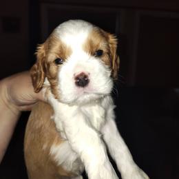 Boy 3 - Blenheim male Cavalier King Charles Spaniel puppy in Belding, Michigan from Miller Cavs and Pyrs