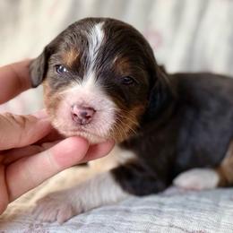 Mossy- (green collar boy) - Tri-color male Bernedoodle puppy in Colorado Springs, Colorado from Mercy Mountain Bernedoodles