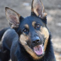 Xandi - German Shepherd