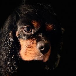 Ella - Cavalier King Charles Spaniel