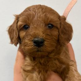 Lola - Red female Cavapoo puppy in Pasco, Washington from Beth's Cavapoos