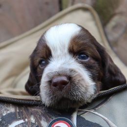 English Springer Spaniel Puppies from White Pine Springer Spaniels