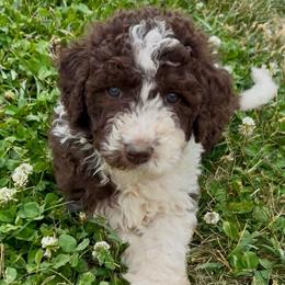Ivy - Brown and white female Aussiedoodle puppy in Denton, Maryland from Royal Conron Doodles
