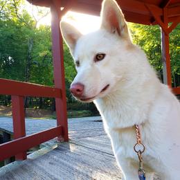 Voodoo - Siberian Husky