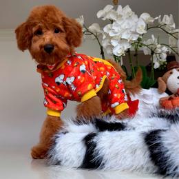 GEORGIE - Red male Maltipoo puppy in Sugar Land, Texas from Celebrity Maltipoos