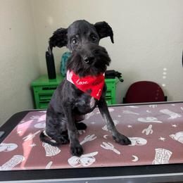 Bumpy - Black tri-color male Aussiedoodle puppy in Eastland, Texas from H5 Mini Doodles