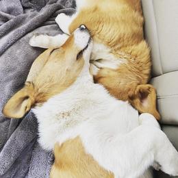 Pembroke Welsh Corgis from Ricochet Corgis
