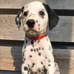 Charmander (Red Collar) LUA - White and black male Dalmatian puppy in Raymondville, Missouri from Wagner's Dalmatian's