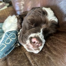 Cocker Spaniel Puppies from Cockers of Country Lane