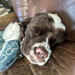 Cocker Spaniel Puppies from Cockers of Country Lane