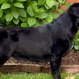 Tulip - Labrador Retriever