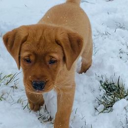 Labrador Retriever Puppies from Kilgore’s Labrador Retrievers