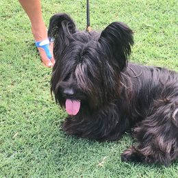 Skye Terrier All Grown Up from Skye Terriers ‘Of Wallace’s Coven’