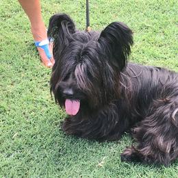 Skye Terrier All Grown Up from Skye Terriers ‘Of Wallace’s Coven’