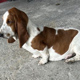 Fancy - Basset Hound