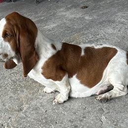 Fancy - Basset Hound