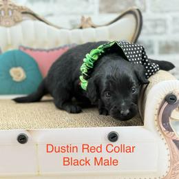 Dustin - Black male Goldendoodle puppy in Taylor, Michigan from Mi Best Doodle Ever, LLC