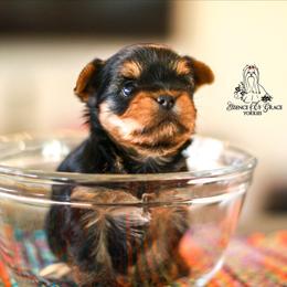 Yorkshire Terrier Puppies from Essence of Grace Yorkies