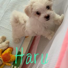 Snow's Little Haru Blooming MFK AKA Haru - White male Maltese puppy in Calhan, Colorado from Millennium Falcon Kennels