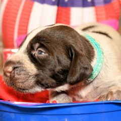 Boy number 2 - Liver and white male German Wirehaired Pointer puppy in Wallis, Texas from Jagged Edge German Wirehaired Versatility Dogs