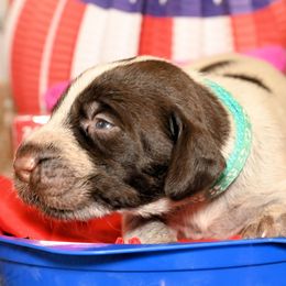 Boy number 2 - Liver and white male German Wirehaired Pointer puppy in Wallis, Texas from Jagged Edge German Wirehaired Versatility Dogs
