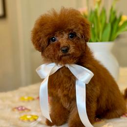 Starburst - Poodle