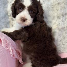 Winnie - Chocolate female Australian Labradoodle puppy in Anderson, California from Shaggy Doodles