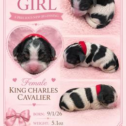Susie - Tri-color female Cavalier King Charles Spaniel puppy in Walterboro, South Carolina from Puddlejumpers