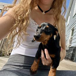 Dachshund Puppies from Mahzian Miniature Dachshunds