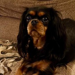 Elli - Cavalier King Charles Spaniel