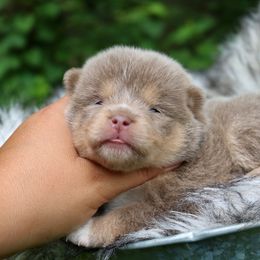 Bentley - Lavender male Pomsky puppy in Missouri from Husky Hill Kennel