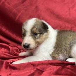 CO CO - Sable female Collie puppy in Groveland, Florida from Palmhaven Collies