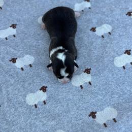Sage - Black and tan female Pembroke Welsh Corgi puppy in Hope, Arkansas from Foxy Knoll Farm