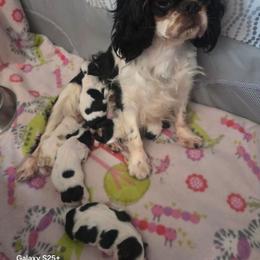 Natalie - English Toy Spaniel