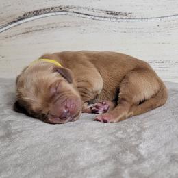 TBD - Dark golden male Golden Retriever puppy in Scurry, Texas from 07 Seven Oaks Goldens and Doodles