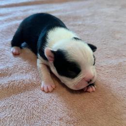 Ruby Girl 2 - Black and white female Boston Terrier puppy in Brookville, Ohio from Best Friend Bostons