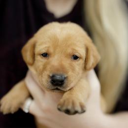 Darcy - Yellow female Labrador Retriever puppy in Allons, Tennessee from UC Labradors LLC