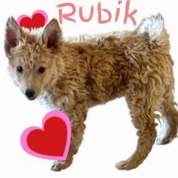 Rubik - Yellow male Mudi puppy in Benson, Arizona from Twisted Acres Border Collies and Mudi