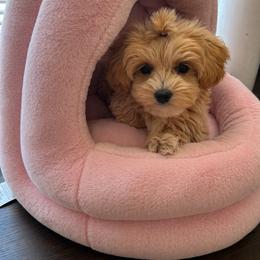 Lonnie - Brown female Shihpoo puppy in Boston, Massachusetts from London’s puppies