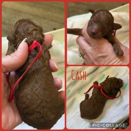 Cash - Red  male Poodle puppy in Mount Vernon, Illinois from AMC Poodles