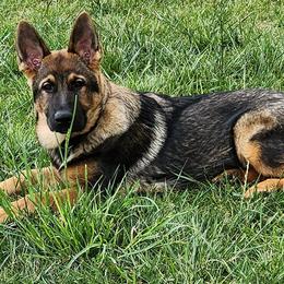 German Shepherds from Haus Wesmiller